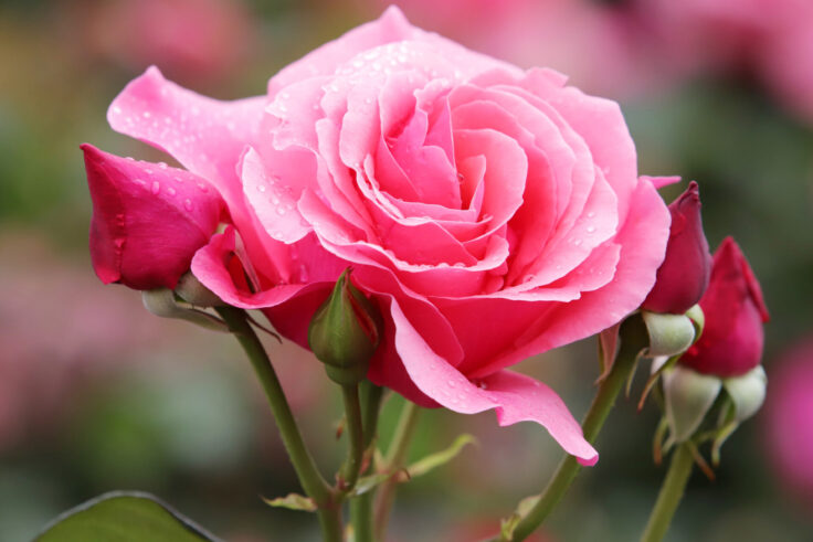 mois-ecriture-kobo-mireille-faye-emberlificoter